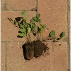 Szarvas kocsord (Peucedanum cervaria) palánta