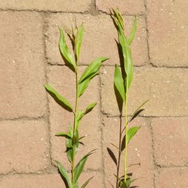  Flanders Red kosárfonó fűz (Salix 'Flanders Red') földlabdás csemete