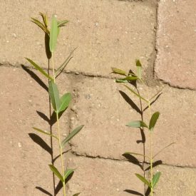   Green Dicks kosárfonó fűz (Salix purpurea 'Green Dicks') földlabdás csemete
