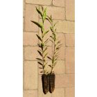 Kosárkötő fűz (Salix viminalis) földlabdás csemete