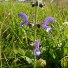 Mezei zsálya (Salvia pratensis) palánta
