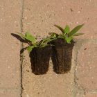 Mezei zsálya (Salvia pratensis) palánta