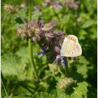 Lózsálya (Salvia verticillata) palánta