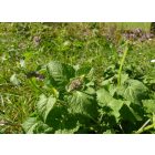 Lózsálya (Salvia verticillata) palánta