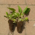 Lózsálya (Salvia verticillata) palánta