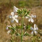 Orvosi szappanfű (Saponaria officialis) palánta