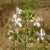 Orvosi szappanfű (Saponaria officialis) palánta