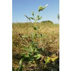 Orvosi szappanfű (Saponaria officialis) palánta