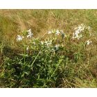 Orvosi szappanfű (Saponaria officialis) palánta