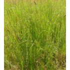 Homoki szürkekáka (Scirpoides holoschoenus) palánta