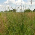 Homoki szürkekáka (Scirpoides holoschoenus) palánta