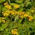 Gilisztaűző varádics (Tanacetum vulgare) palánta