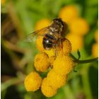 Gilisztaűző varádics (Tanacetum vulgare) palánta