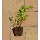 Gilisztaűző varádics (Tanacetum vulgare) palánta