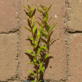   Punica granatum 'Surh Anor', gránátalma, fagytűrés -18 fok