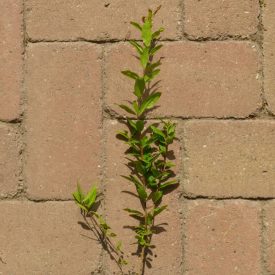   Punica granatum 'Konjski Zub', gránátalma, szívós horvát fajta