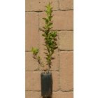 Punica granatum 'Konjski Zub', gránátalma, szívós horvát fajta