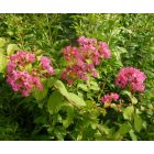 Lagerstroemia indica 'Watermelon Red', pirosas rózsaszín virágú selyemmirtusz, fagytűrés -21 fok