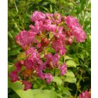 Lagerstroemia indica 'Watermelon Red', pirosas rózsaszín virágú selyemmirtusz, fagytűrés -21 fok