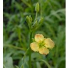 Évelő rukola (Diplotaxis tenuifolia) vetőmag
