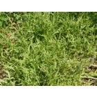 Évelő rukola (Diplotaxis tenuifolia) vetőmag