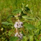 Mezei menta, citrom illatú forma (Mentha arvensis) palánta