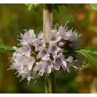 Mezei menta, citrom illatú forma (Mentha arvensis) palánta