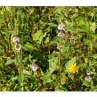 Mezei menta, citrom illatú forma (Mentha arvensis) palánta