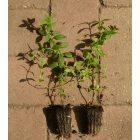 Mezei menta, citrom illatú forma (Mentha arvensis) palánta