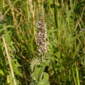 Lómenta, alföldi homoki forma (Mentha longifolia) palánta