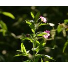 Kisvirágú füzike (Epilobium parviflorum) palánta