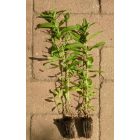 Kisvirágú füzike (Epilobium parviflorum) palánta