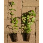 Közönséges borsfű (Clinopodium vulgare) palánta