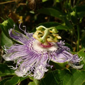   Golgotavirág (gyümölcstermő, télálló) (Passiflora incarnata) palánta