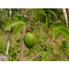 Golgotavirág (gyümölcstermő, télálló) (Passiflora incarnata ) palánta