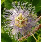 Golgotavirág (gyümölcstermő, télálló) (Passiflora incarnata ) palánta