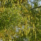 Japánakác, pagodafa (Styphnolobium japonicum) földlabdás csemete, 10-20 cm