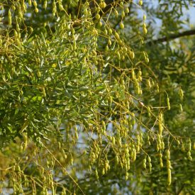   Japánakác, pagodafa (Styphnolobium japonicum) földlabdás csemete, 10-20 cm