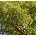 Japánakác, pagodafa (Styphnolobium japonicum) földlabdás csemete, 10-20 cm