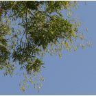 Japánakác, pagodafa (Styphnolobium japonicum) földlabdás csemete, 10-20 cm