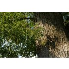 Japánakác, pagodafa (Styphnolobium japonicum) földlabdás csemete, 10-20 cm