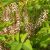 Indigócserje (Indigofera amblyantha) földlabdás csemete