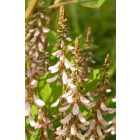 Indigócserje (Indigofera amblyantha) földlabdás csemete