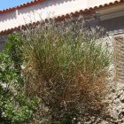 Jeneszter (Spartium junceum) földlabdás csemete