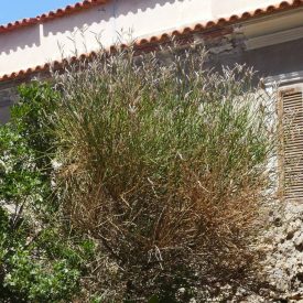 Jeneszter (Spartium junceum) földlabdás csemete