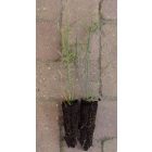 Jeneszter (Spartium junceum) földlabdás csemete