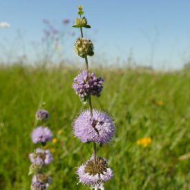 Csombormenta (Mentha pulegium) palánta