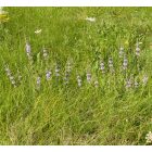 Csombormenta (Mentha pulegium) palánta
