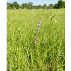 Csombormenta (Mentha pulegium) palánta