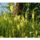 Közönséges gyújtoványfű (Linaria vulgaris) palánta